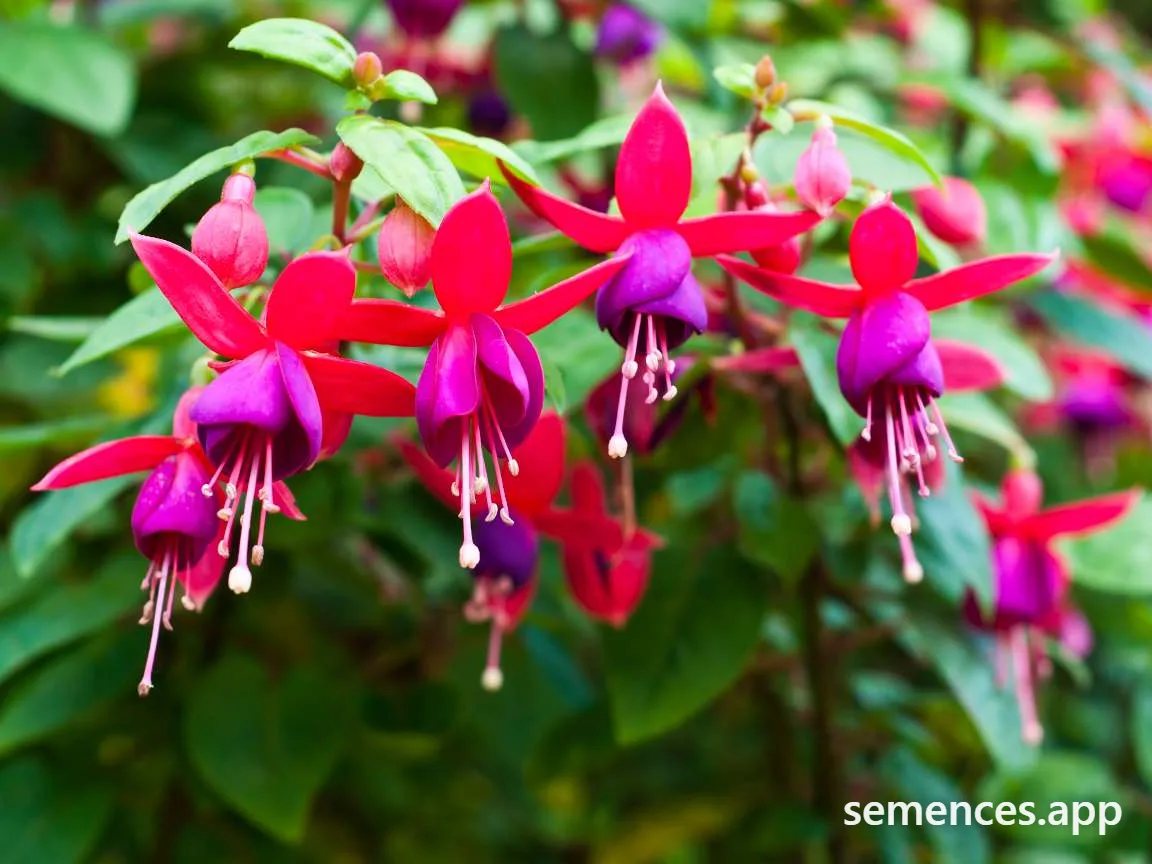 Fuchsia