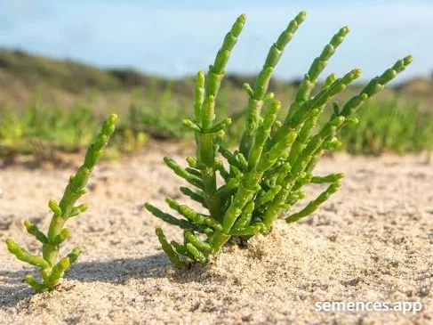 Salicorne
