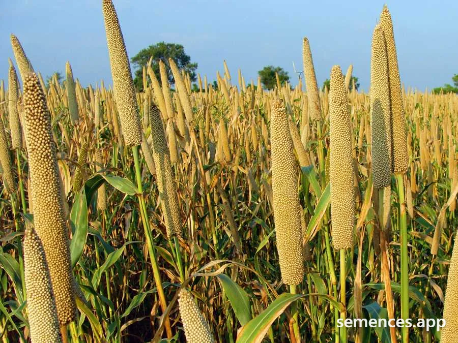 Millet perlé
