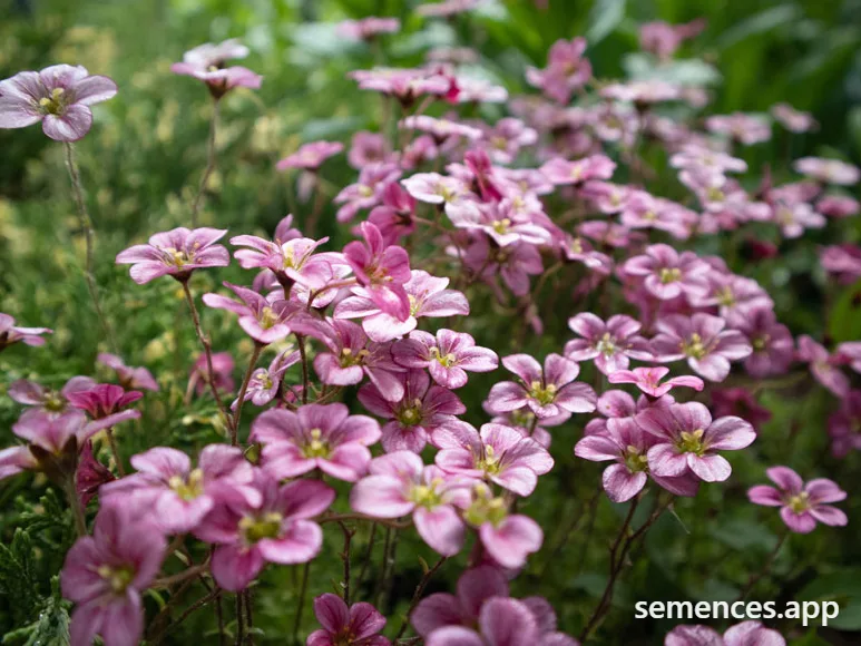 Saxifrage