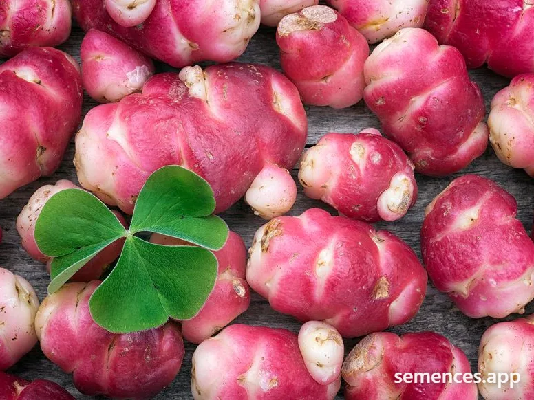 Oca du Pérou