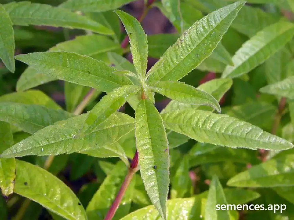 Verveine citronnelle