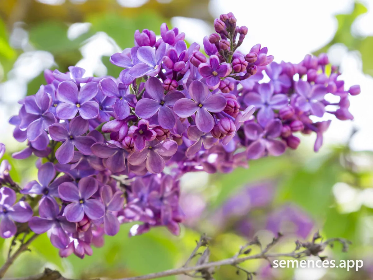 Lilas