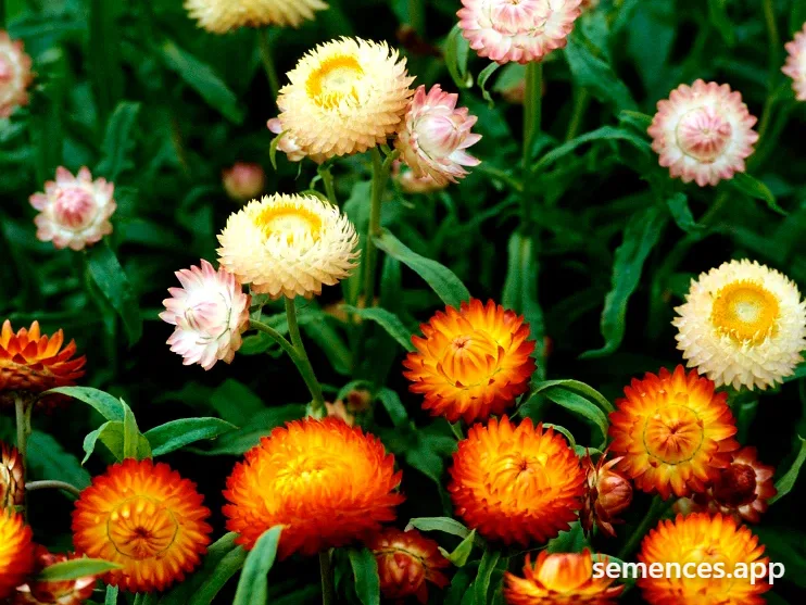 Immortelle