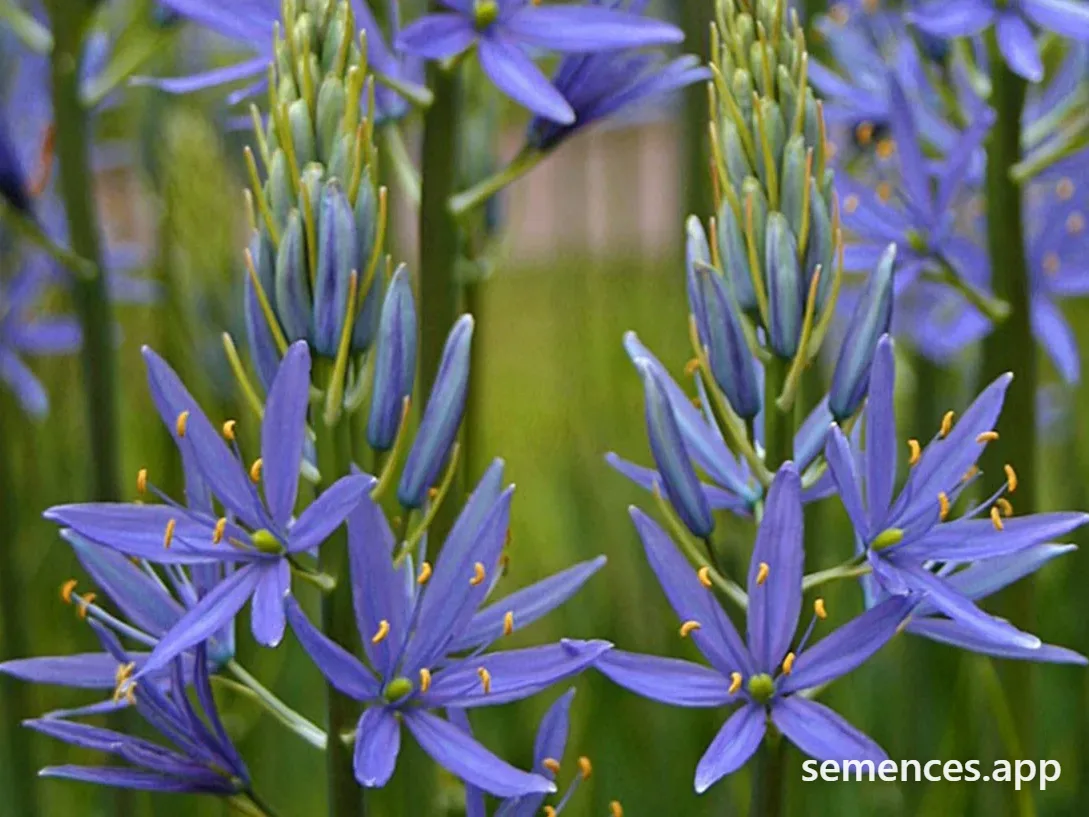Jacinthe des Indiens