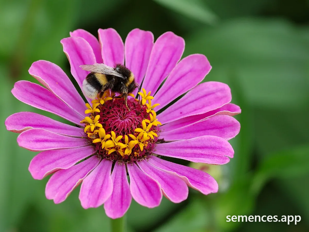 Zinnia