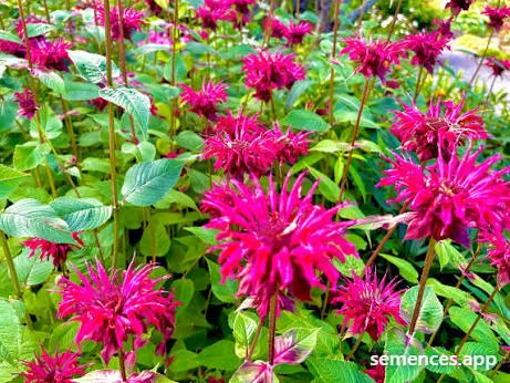 Monarde