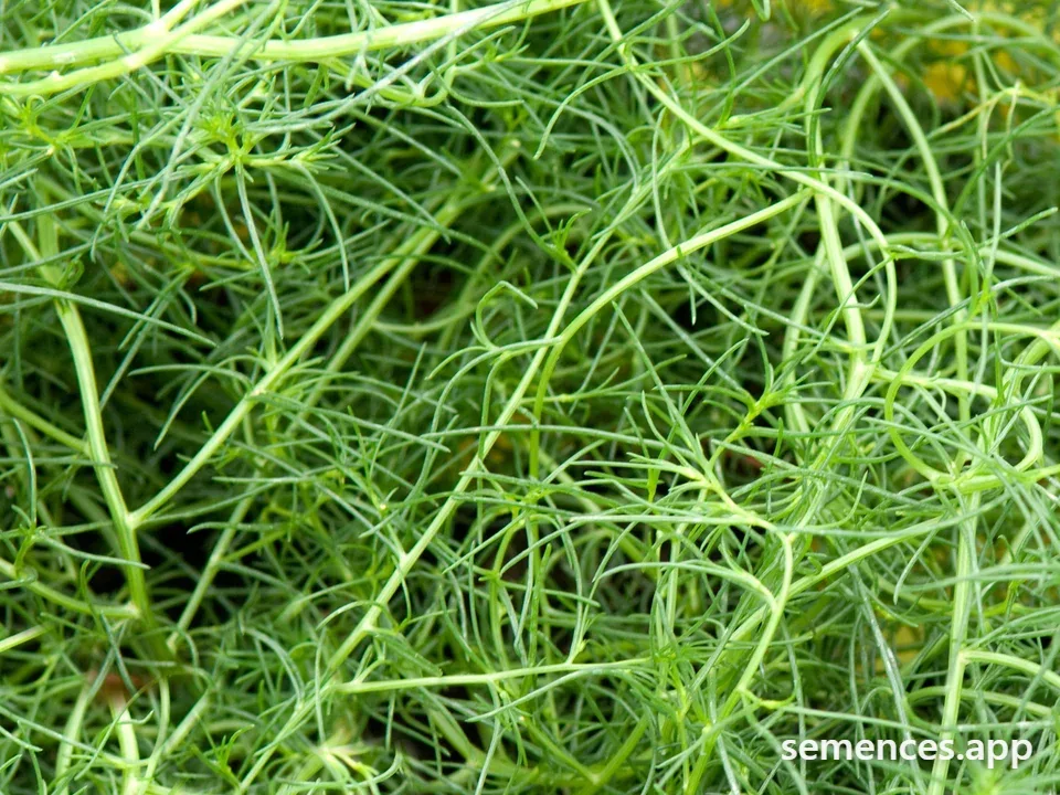 Agretti