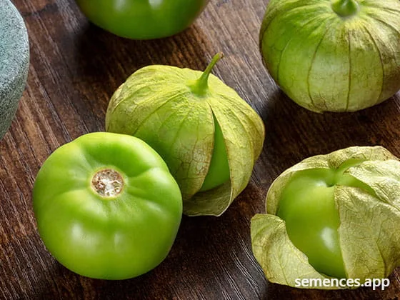 Tomatillo