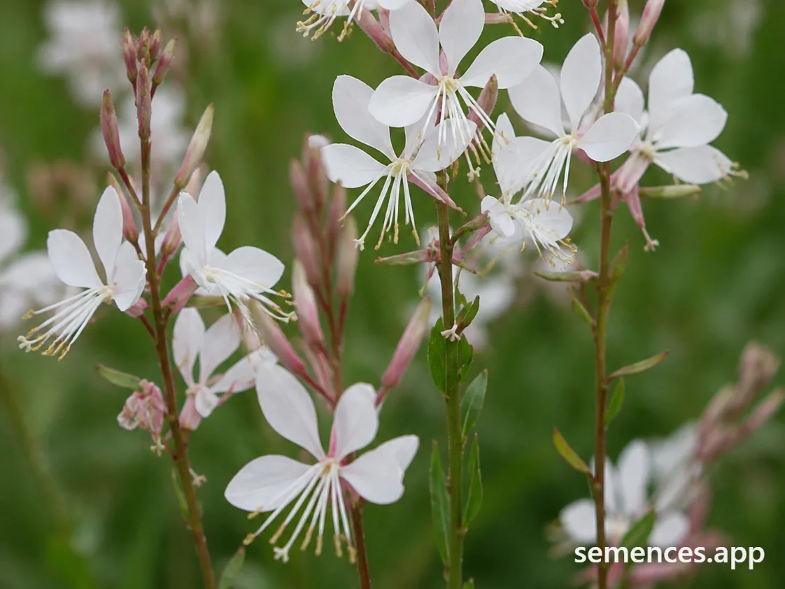 Gaura Blanc