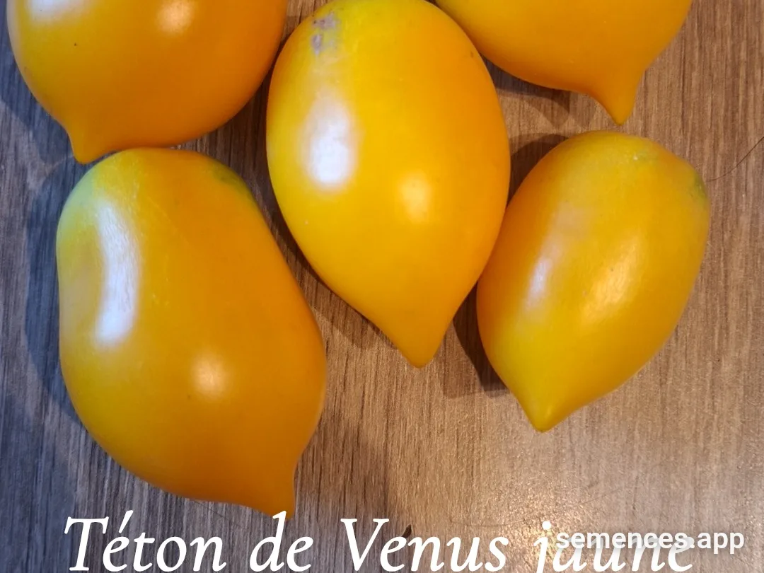 Graines de Teton de venus jaune