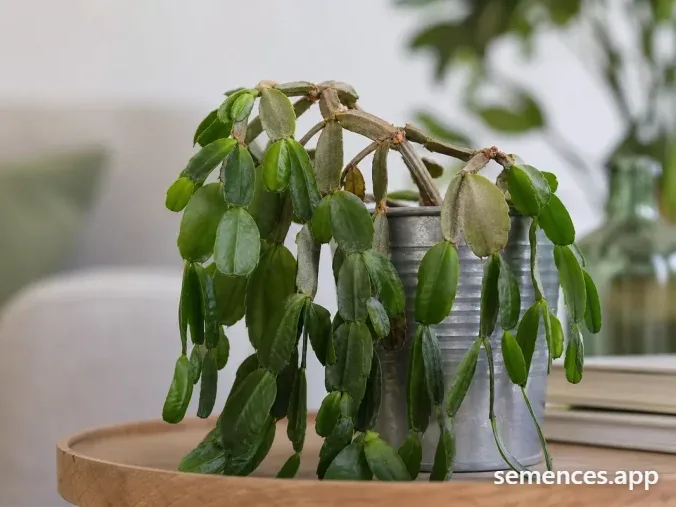 Cactée Cactus de Noël