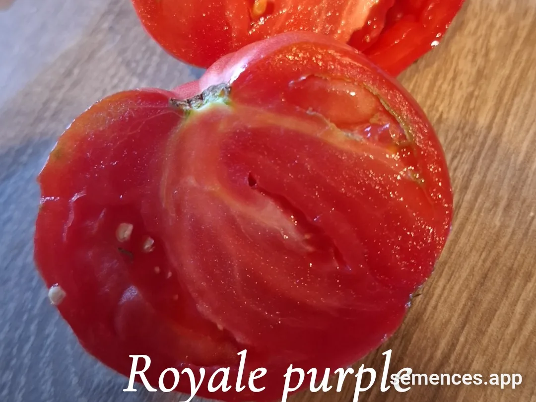 Graines de Royale purple