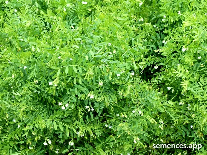 Lentille Verte du Puy