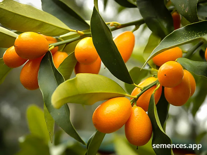 Kumquat Nagami