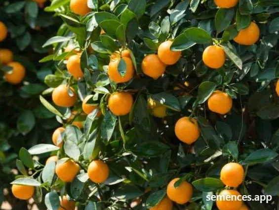 Kumquat Marumi