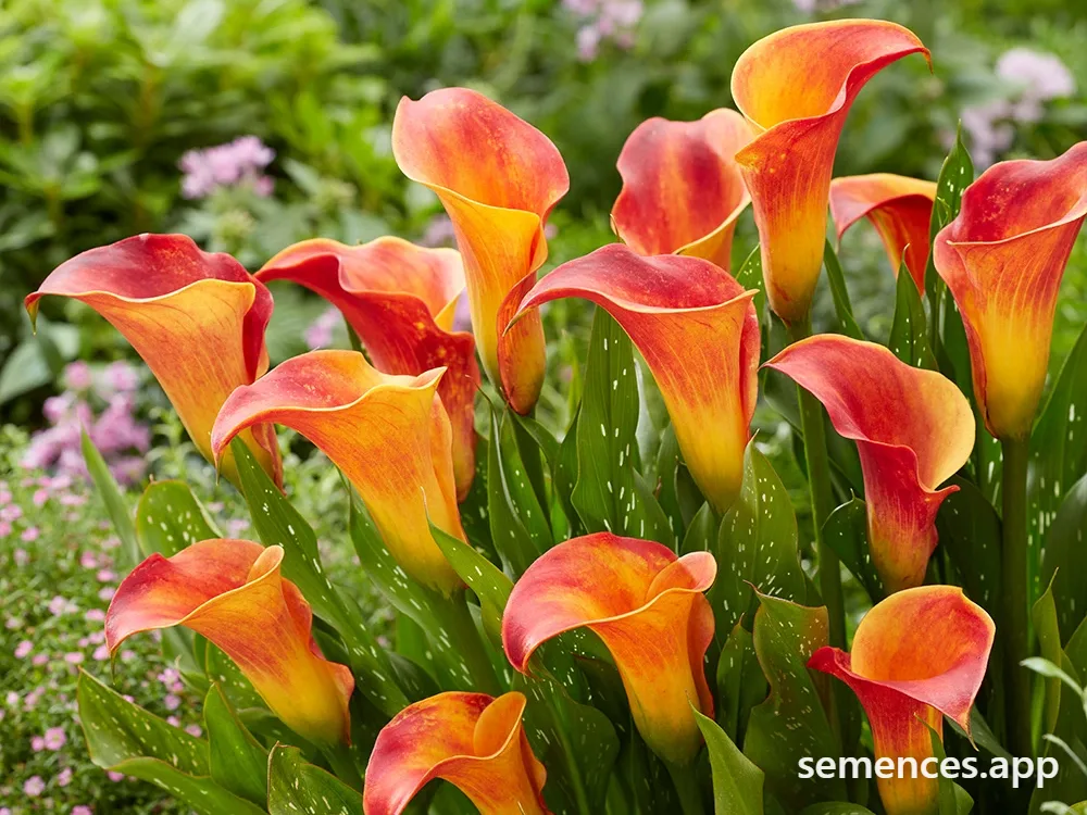 Arum Calla Zantedeschia Orange