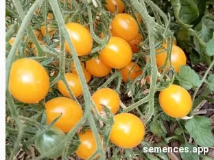 Graines de Tomate mirabelle jaune