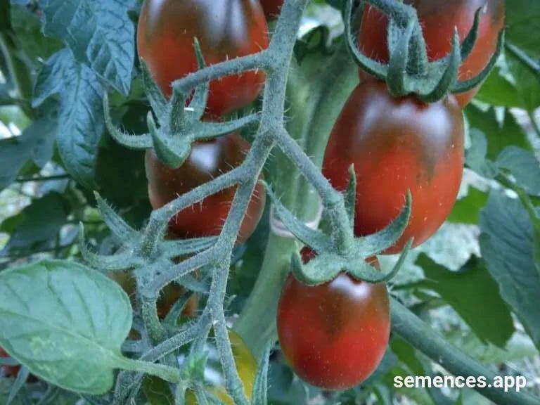 Tomate Tomate prune noire (Black plum)