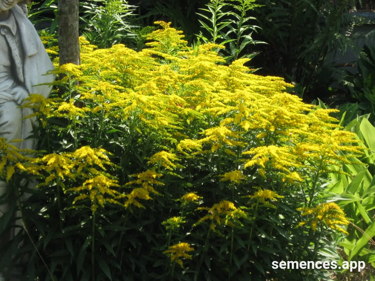 Verge d'or (Solidago) Verge d'or