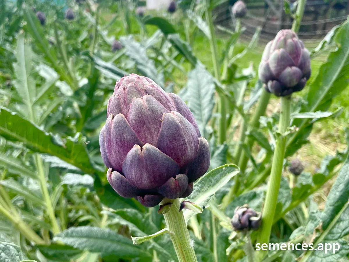 Graines de Violet de Provence
