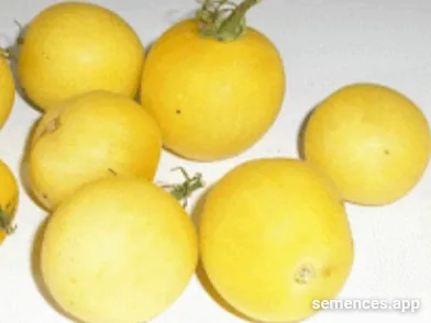 Graines de Tomate cerise pêche blanche