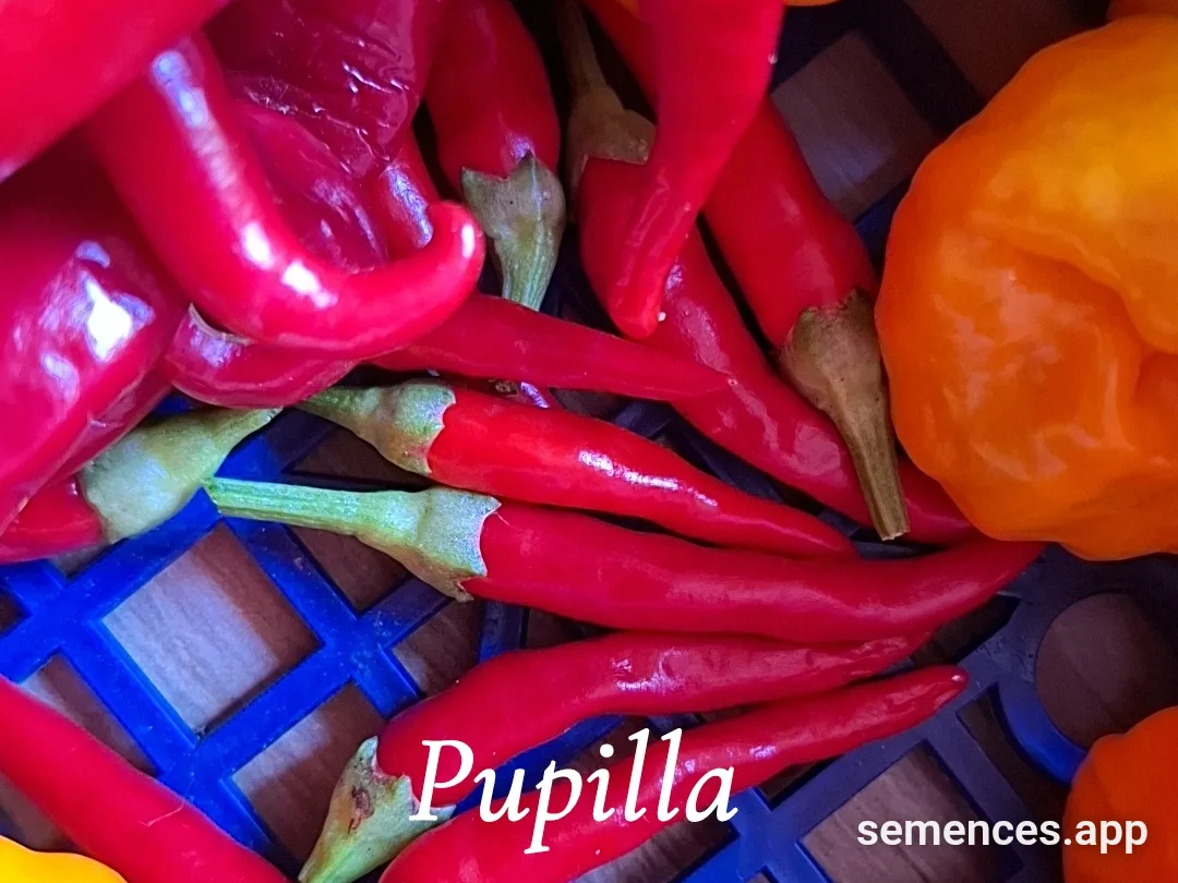 Graines de Piment pupilla
