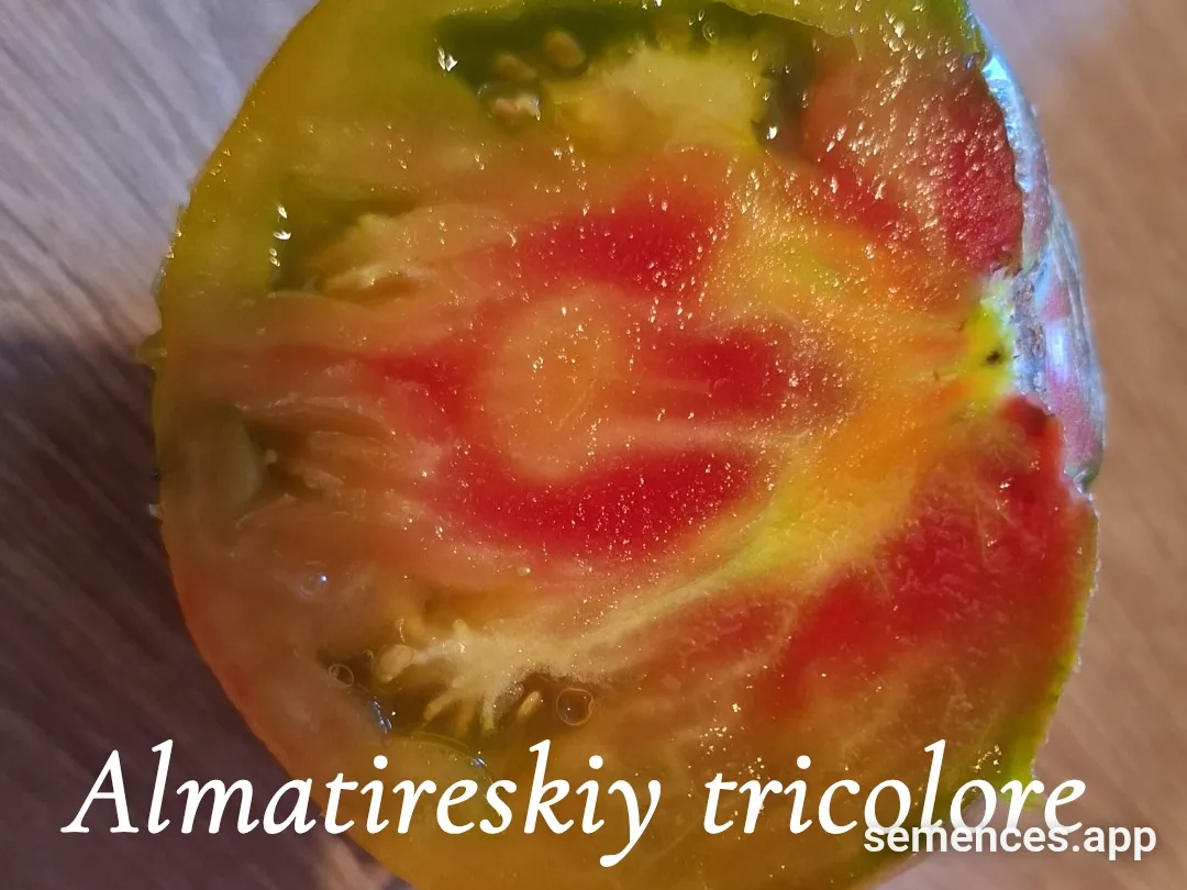 Graines de Almatireskiy tricolore