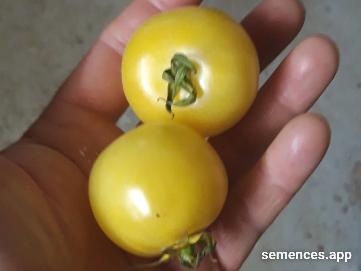 Tomate Blanche douce de Picardie