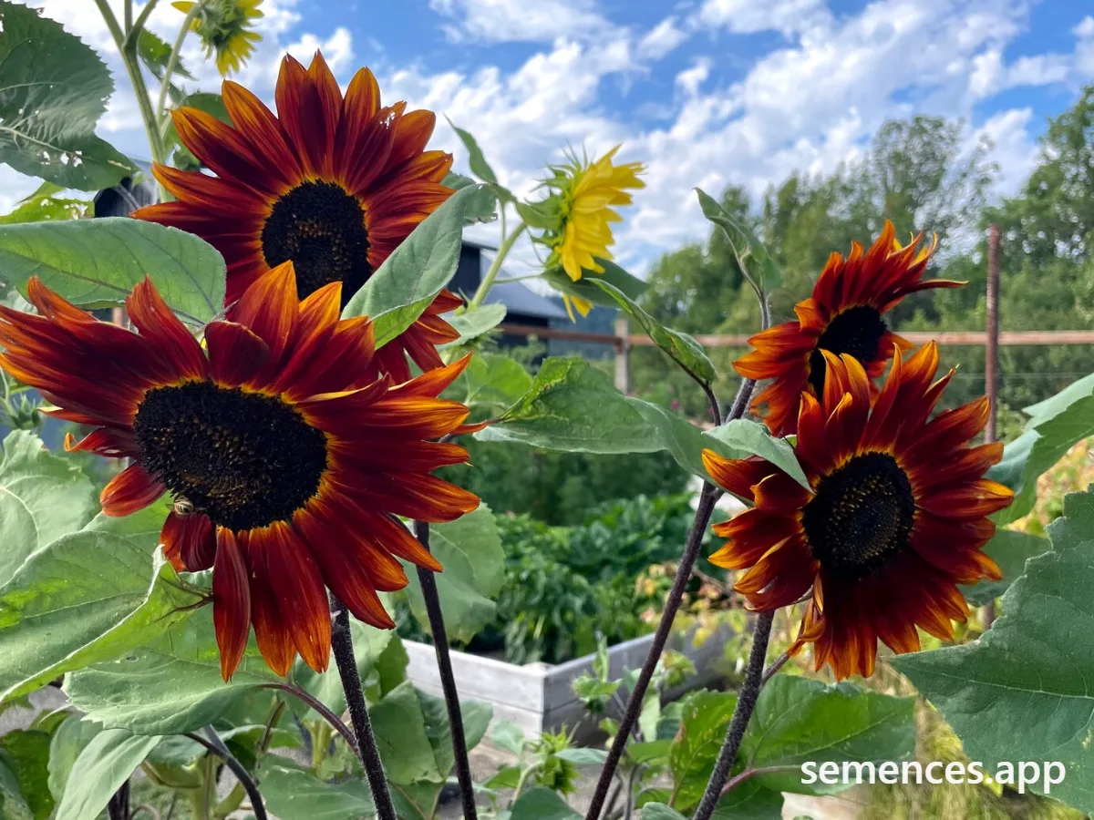 Tournesol Velvet Queen