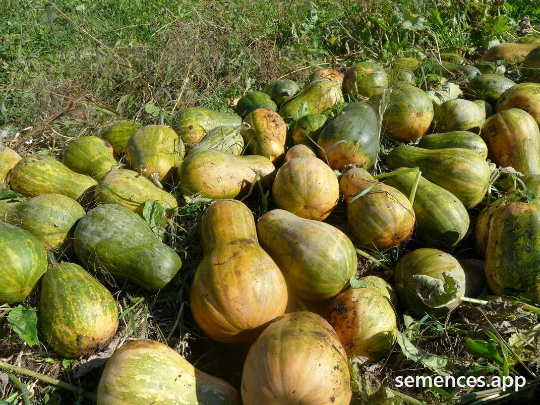 Courge musquée Sucrine du Berry