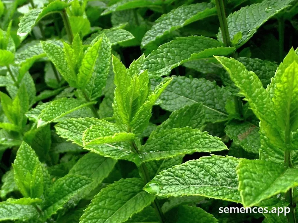 Menthe Poivrée