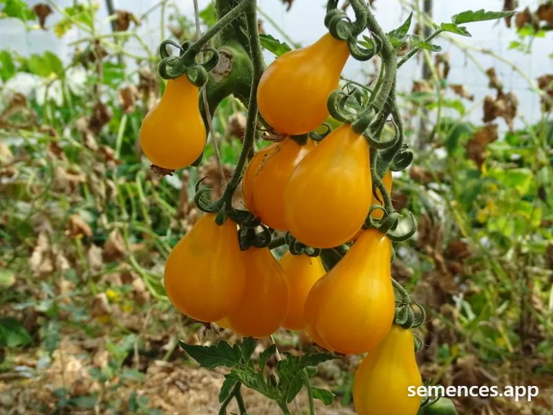 Tomate Poire jaune