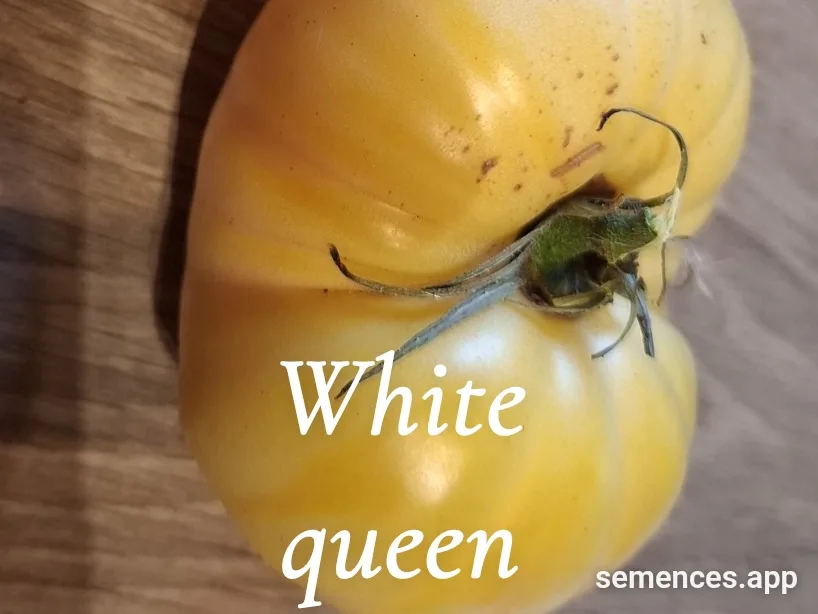 Graines de White queen