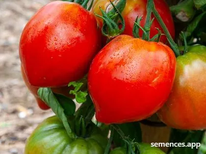 Tomate Cuor di Bue