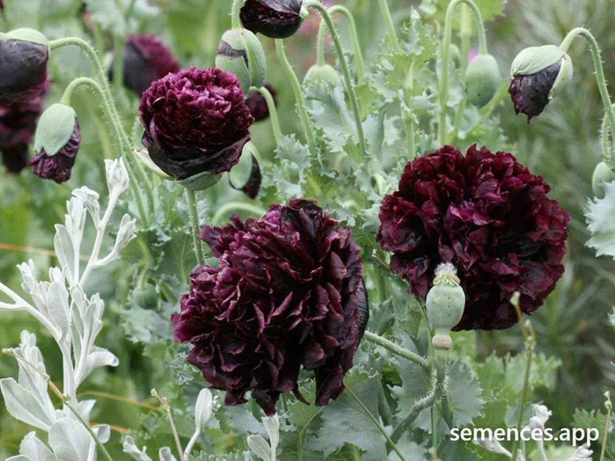Pavot Pivoine Noire