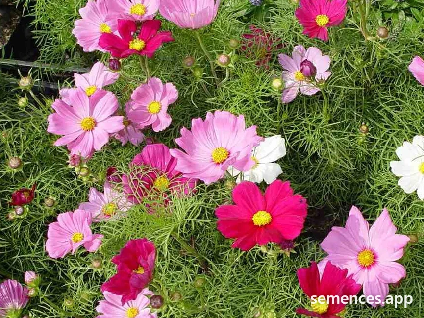 Cosmos Sensation