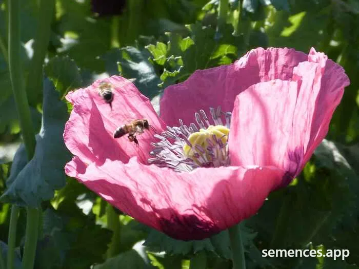 Graines de Pavot Rose