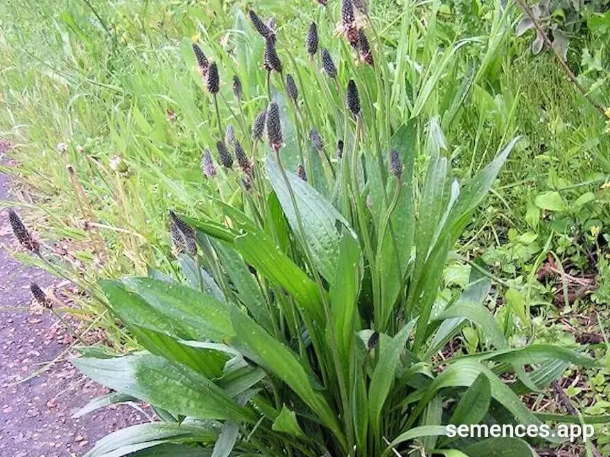 Graines de Plantain Lancéolé