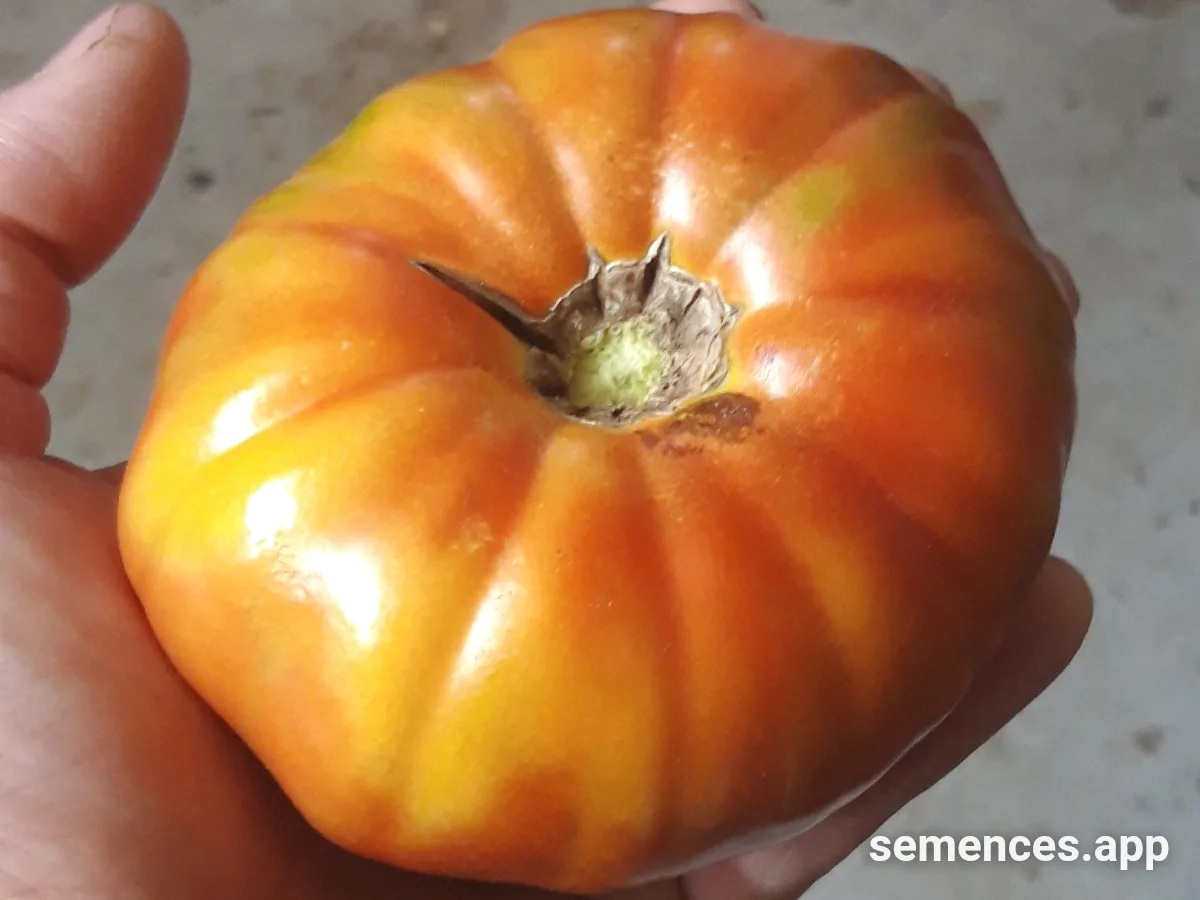 Graines de Tomate moya orange