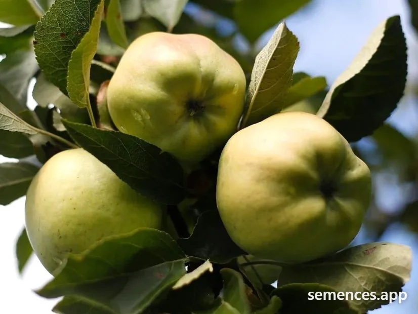 Pommier Calville blanc d'hiver