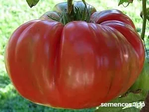 Tomate Brandywine