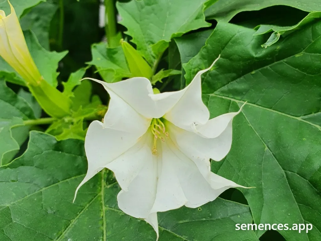 Graines de Datura officinal