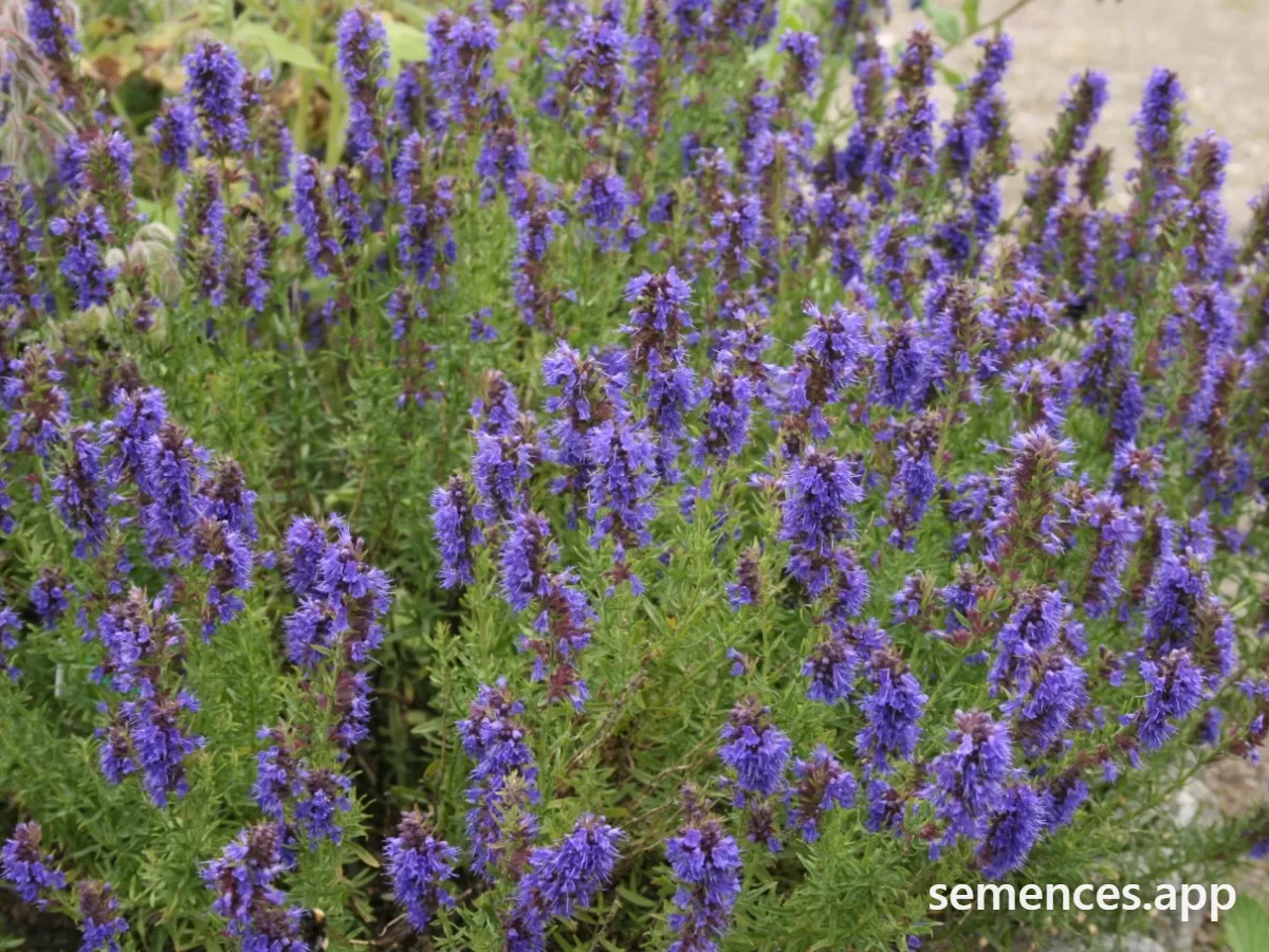 Hysope Officinale