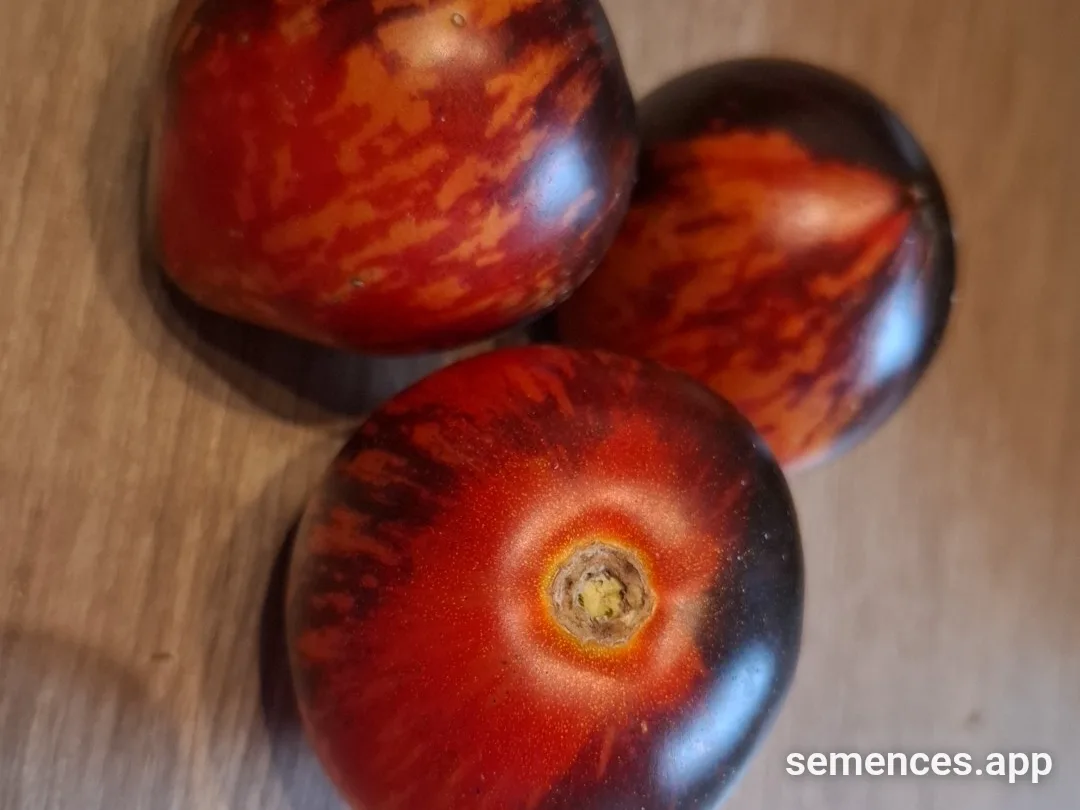 tomate Queen of the night