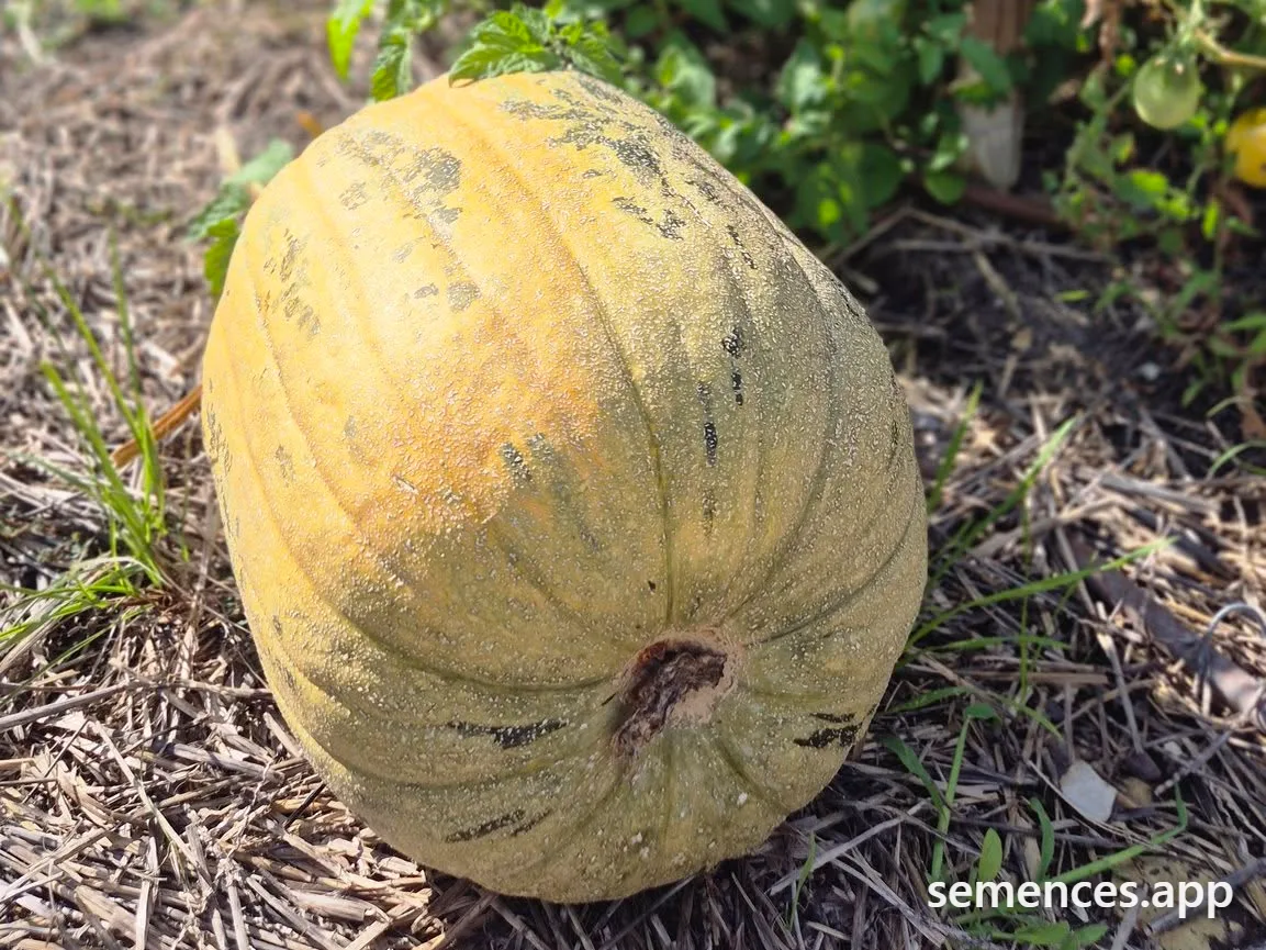 Citrouille De Touraine
