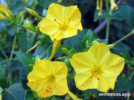 Graines de A Fleurs Jaunes