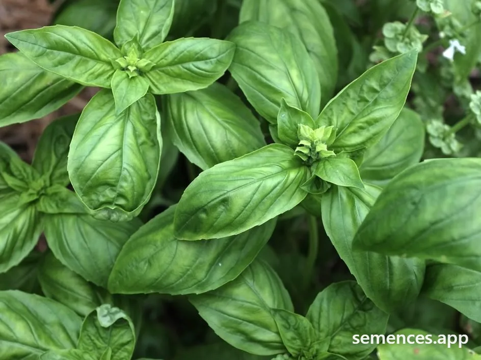 Graines de Grand Vert