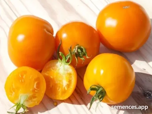 Tomate Caro-Rich