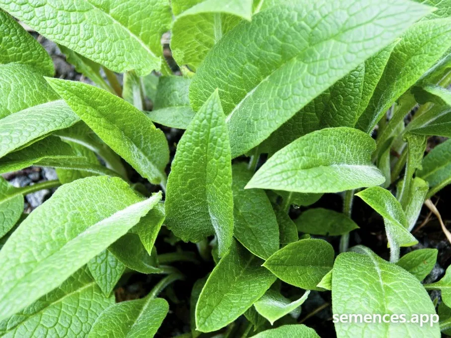 Consoude Officinale